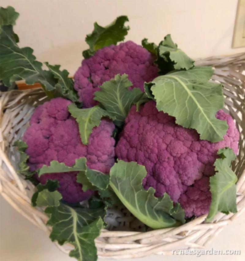 Purple Crush Cauliflower Seeds