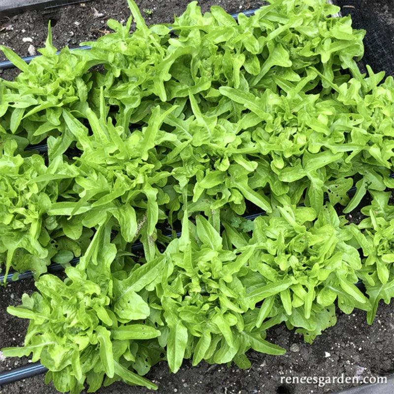 Baby Oakleaf Lettuce Seeds
