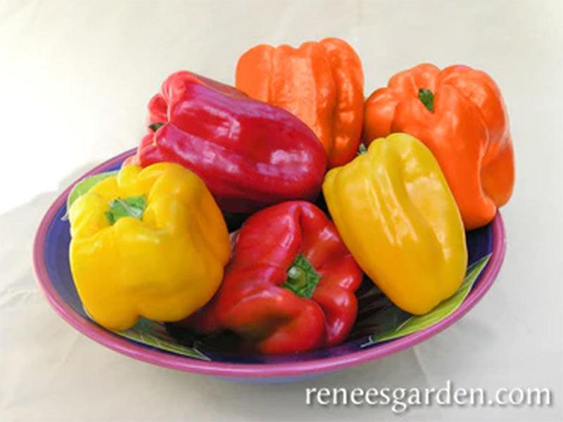Jewel Toned Crimson, Gold, & Orange Bell Pepper Seed Mix