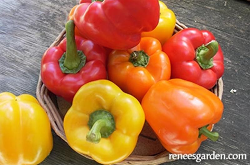 Jewel Toned Crimson, Gold, & Orange Bell Pepper Seed Mix