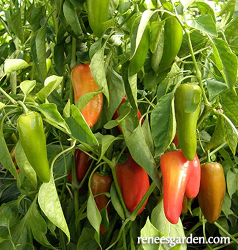 Baby Belle Mini Snack/Salad Peppers Seeds