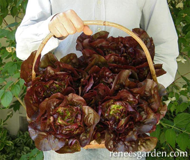 Ruby Gem Baby Romaine Lettuce Seeds