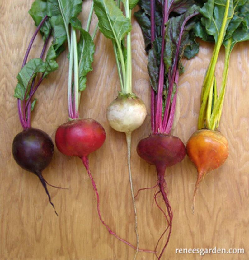 Five Color Rainbow Gourmet Beet Seed Mix
