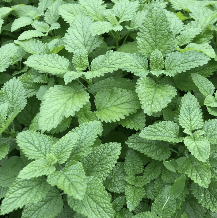 Organic Lemon Balm Art Pack