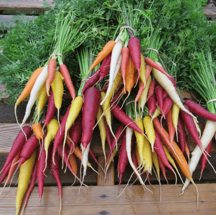Organic Kaleidoscope Carrot Art Pack