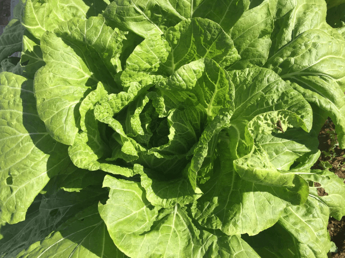 Nozaki Chinese Cabbage Art Pack