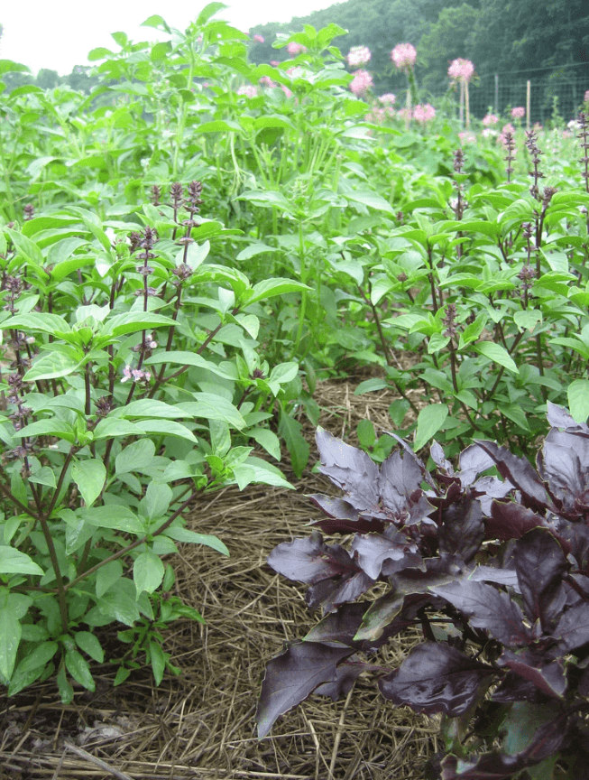 Organic Basil Bouquet Art Pack