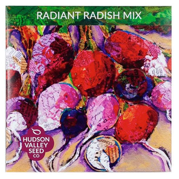Organic Radiant Radish Mix Art Pack