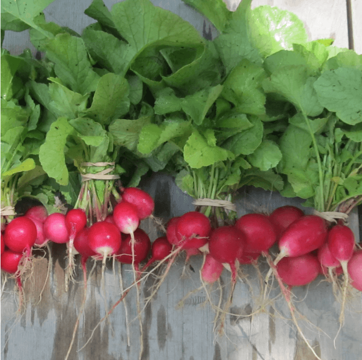 Organic Radiant Radish Mix Art Pack