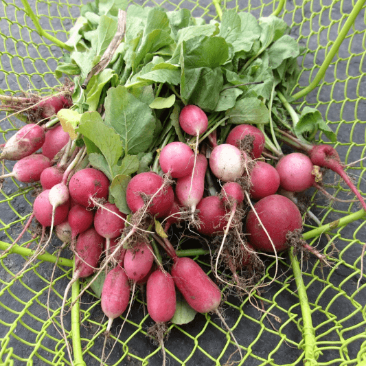 Organic Radiant Radish Mix Art Pack