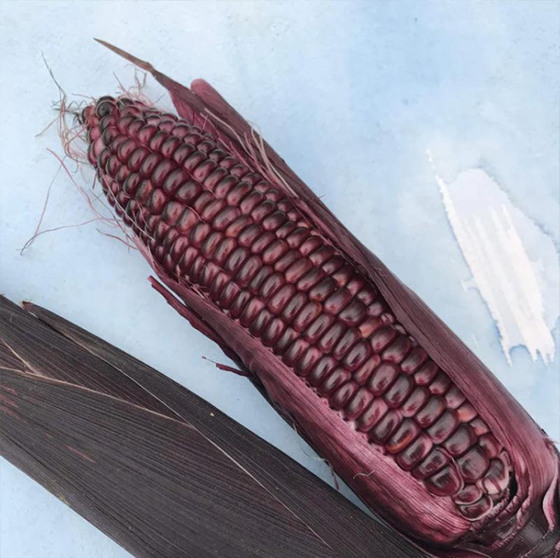 Double Red Corn Art Pack (Organic)