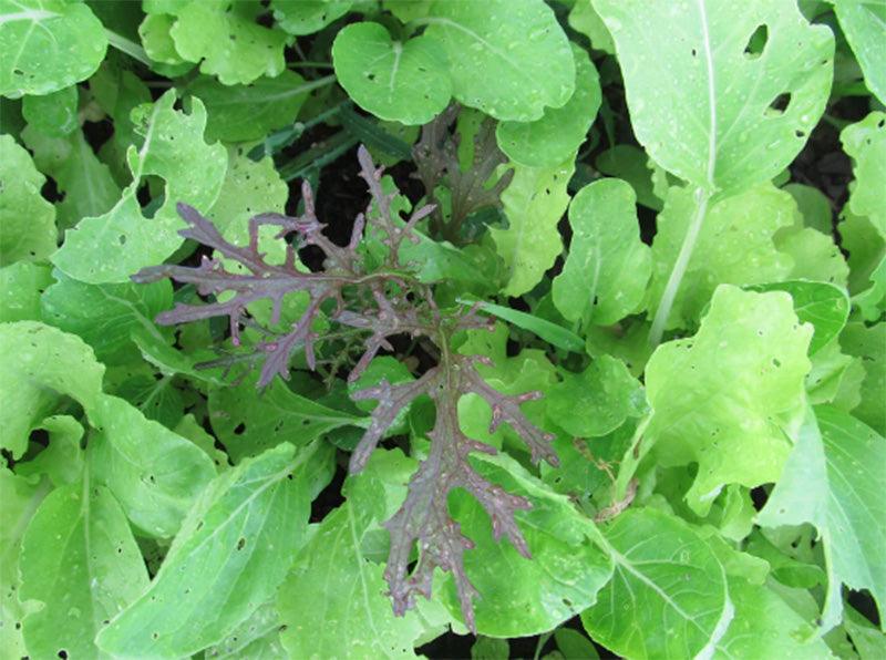 Salad Savor Lettuce Mix Art Pack (Organic)
