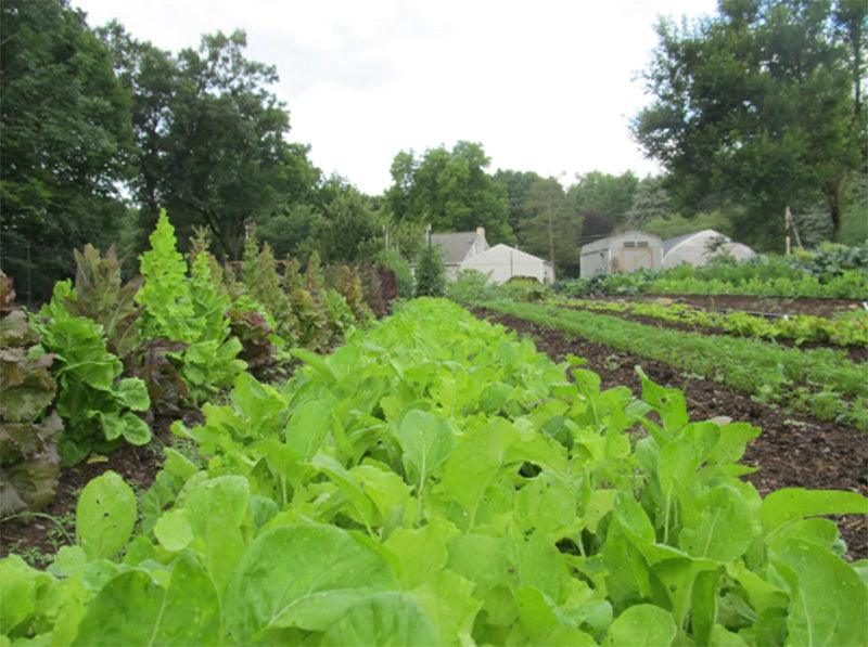 Salad Savor Lettuce Mix Art Pack (Organic)