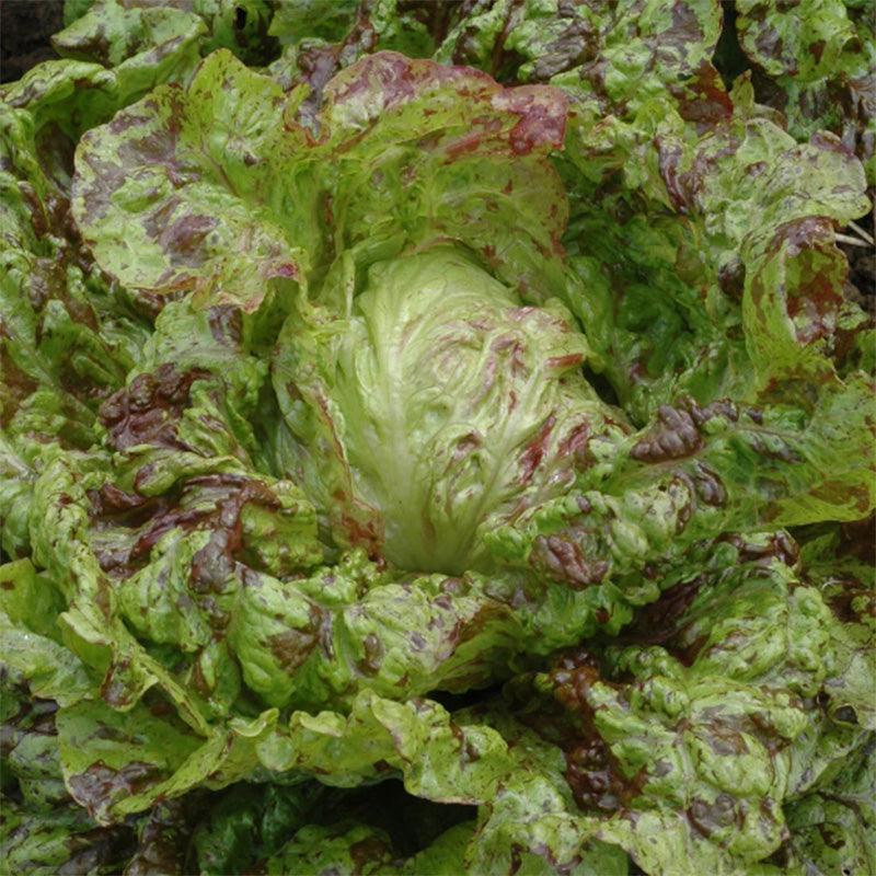 Joker Lettuce Art Pack (Organic)