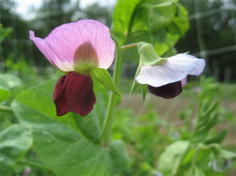 Swiss Giant Snow Pea Art Pack (Organic)