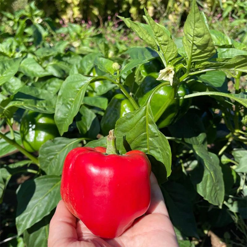 King of the North Sweet Bell Pepper Art Pack (Organic)