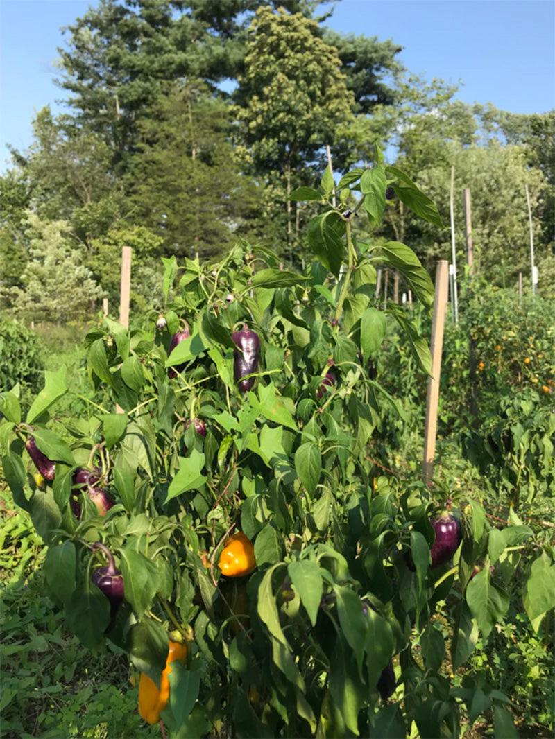Pippin's Golden Honey Sweet Pepper Art Pack (Organic)