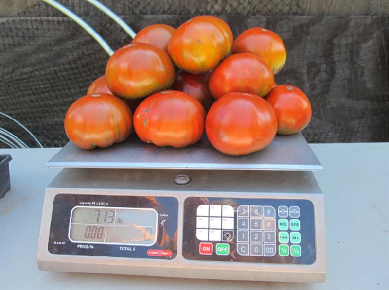 Paul Robeson Tomato Art Pack (Organic)