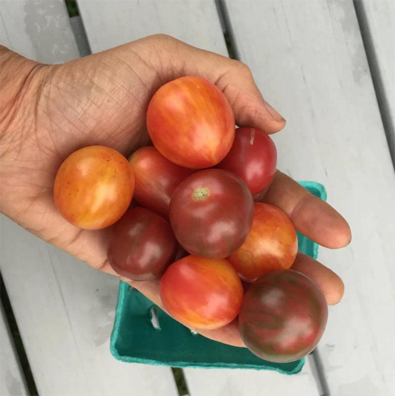 Bumble Bee Cherry Tomato Mix Art Pack (Organic)