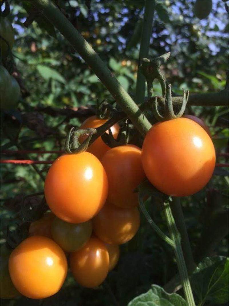 Honey Drop Cherry Tomato Art Pack (Organic)