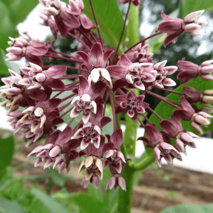 Showy Milkweed 1oz