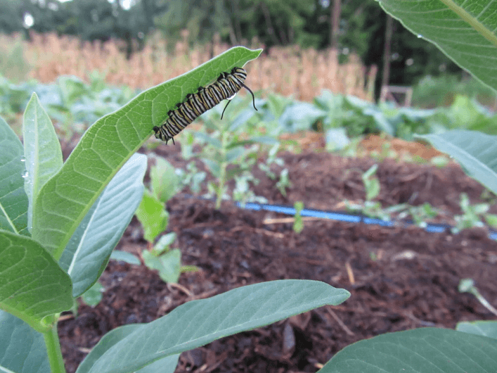 Organic Milkweed Art Pack