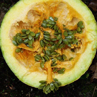 Styrian Pumpkin Seeds (Organic)