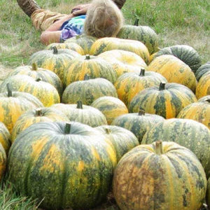 Styrian Pumpkin Seeds (Organic)