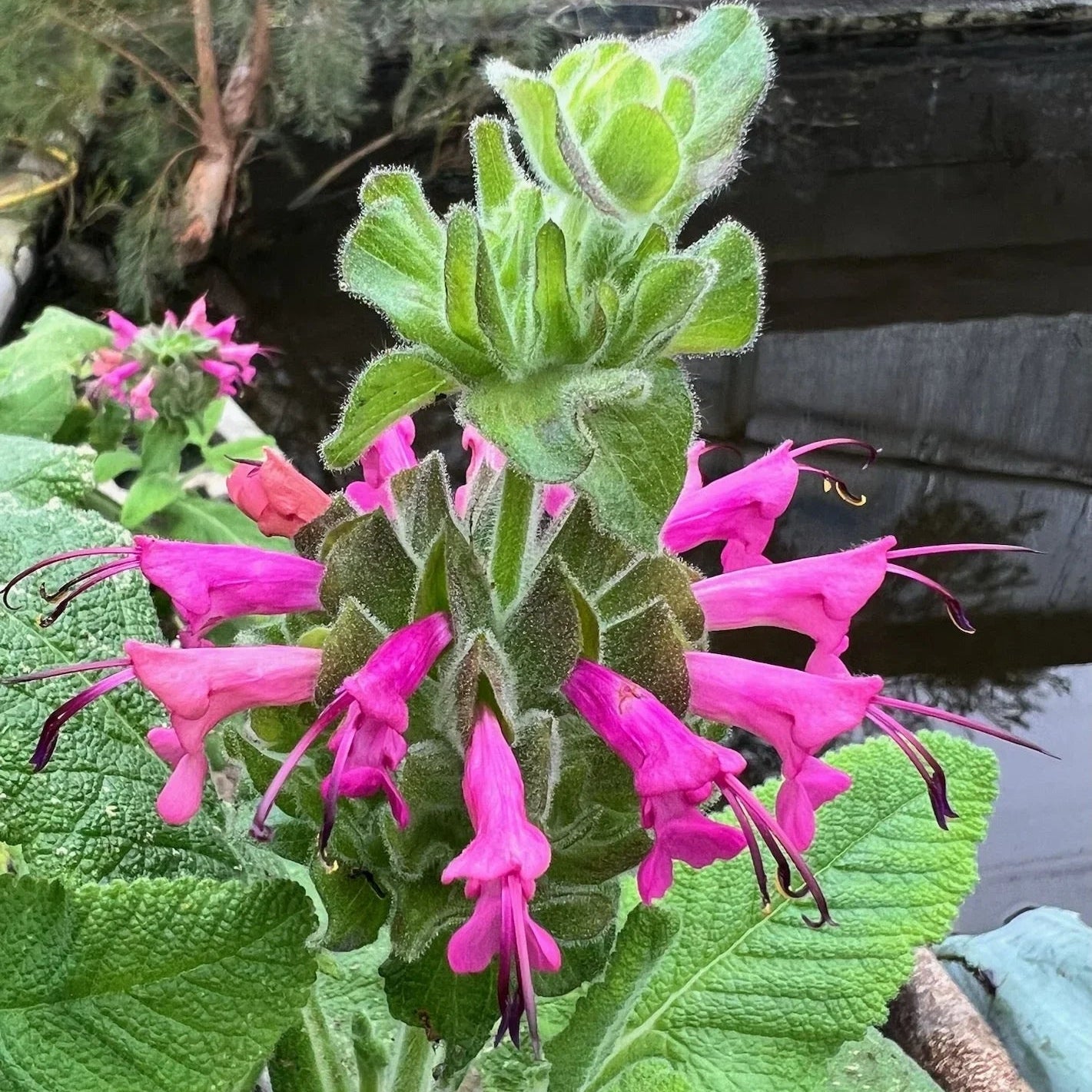 Pitcher Sage Seeds (Organic)