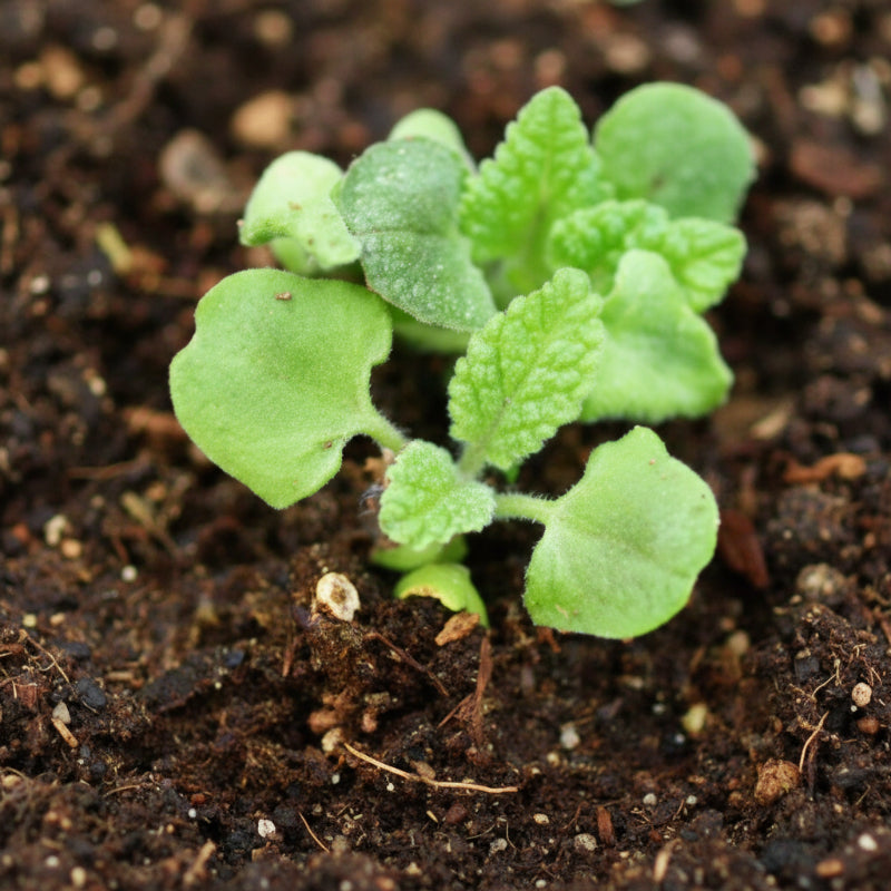 Pitcher Sage Seeds (Organic)
