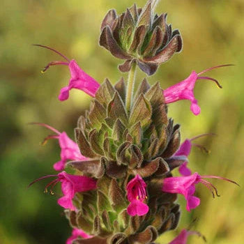 Pitcher Sage Seeds (Organic)