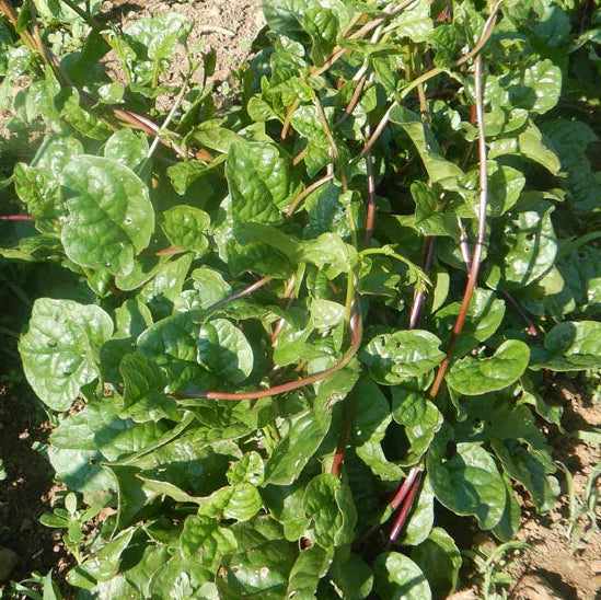 Malabar Spinach Seeds (Organic)