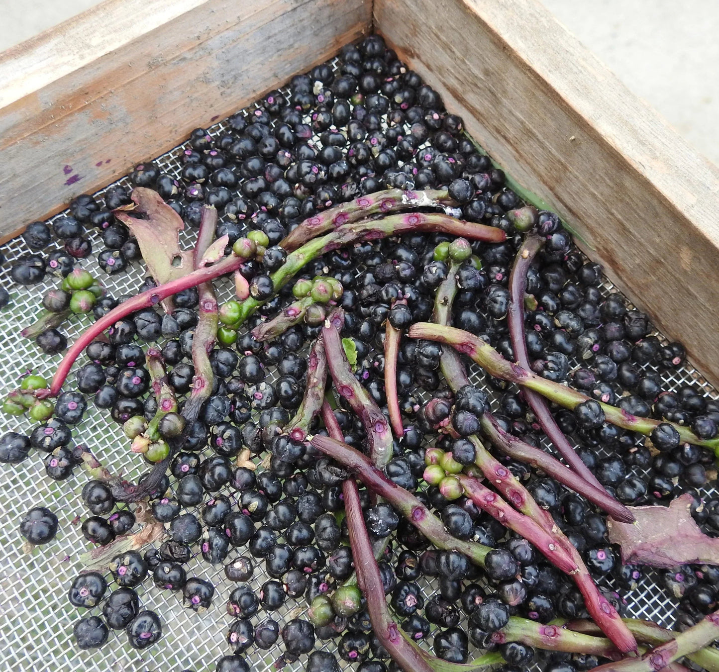 Malabar Spinach Seeds (Organic)