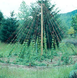 Hops Seeds (Organic)