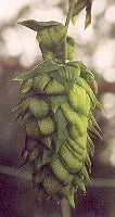 Hops Seeds (Organic)
