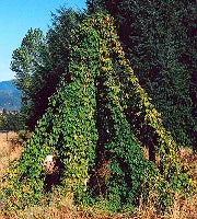 Hops Seeds (Organic)