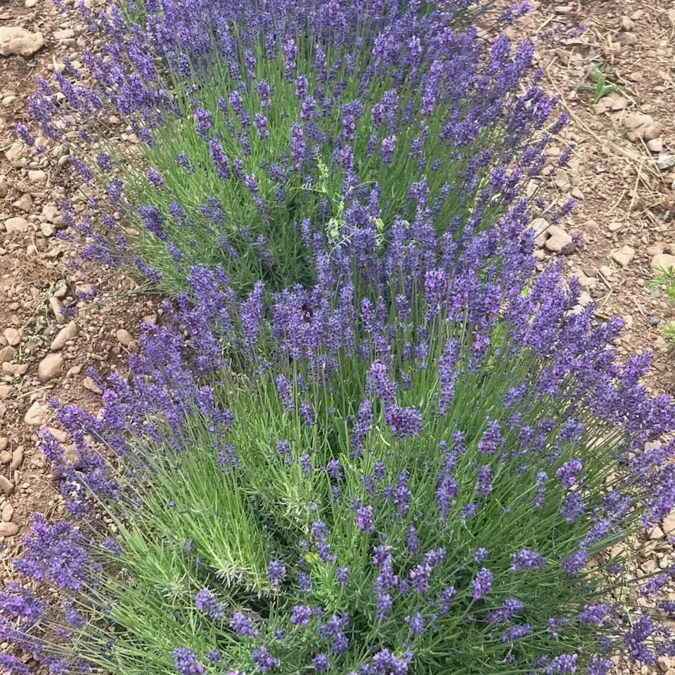 Hidcote Lavender Seeds (Organic)