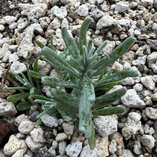 Hidcote Lavender Seeds (Organic)