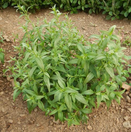 Andrographis Seeds (Organic)