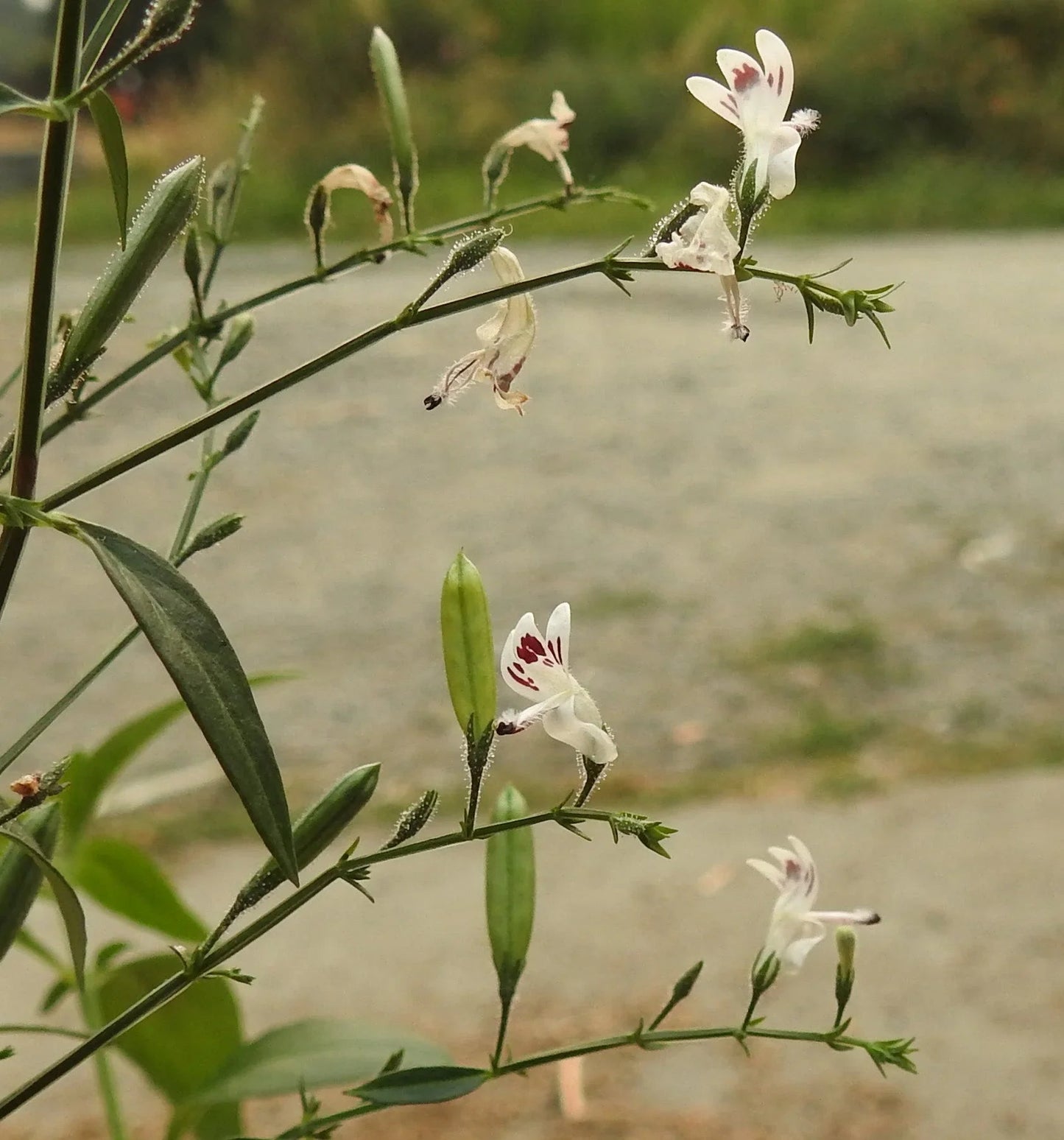 Andrographis Seeds (Organic)