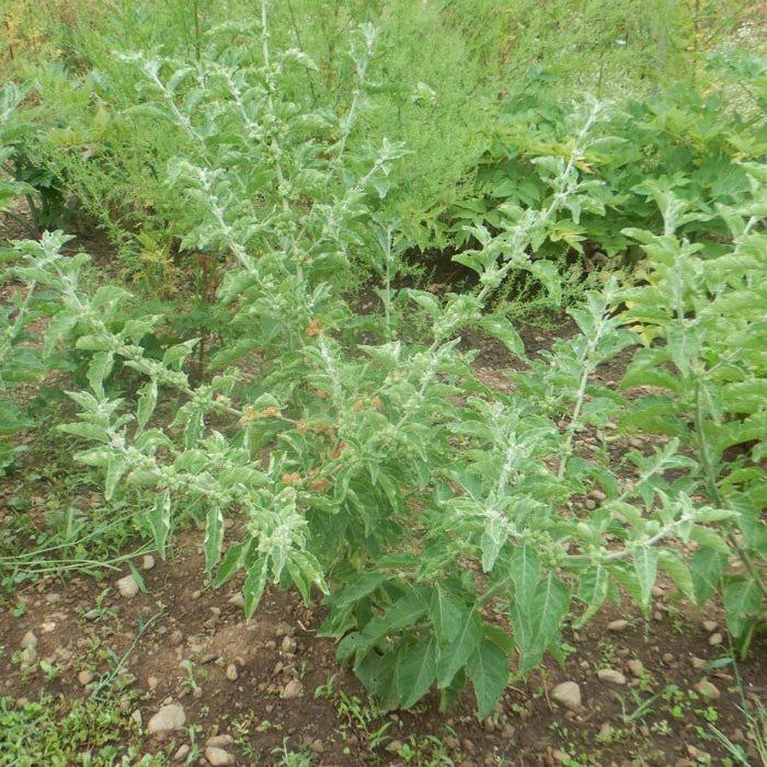 African Ashwagandha Seeds (Organic)