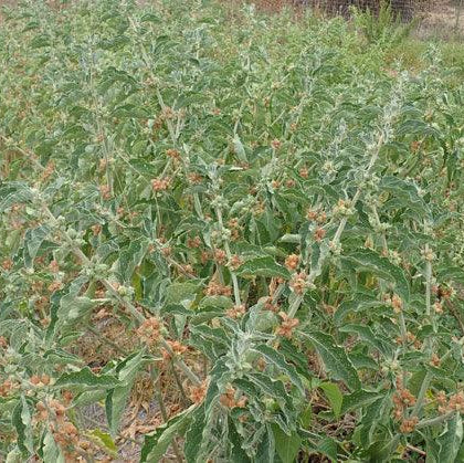 African Ashwagandha Seeds (Organic)