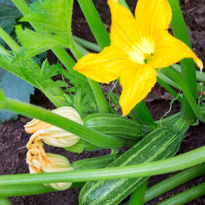 Cocozelle Summer Squash Seeds (Organic)