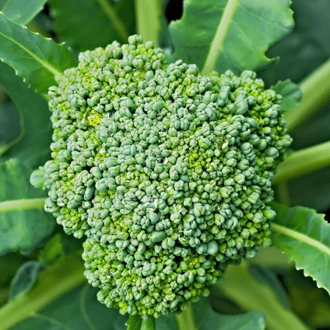 Di Cicco Broccoli Seeds (Organic)