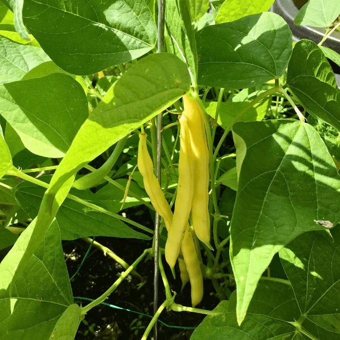 Gold Rush Bush Bean Seeds (Organic)