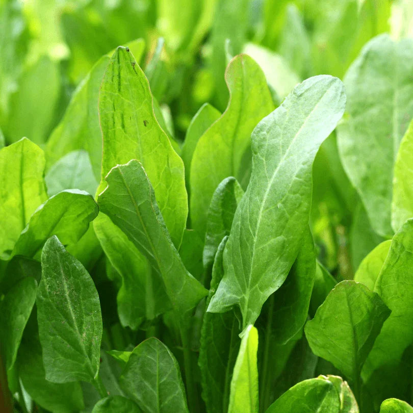 Sorrel Seeds (Organic)