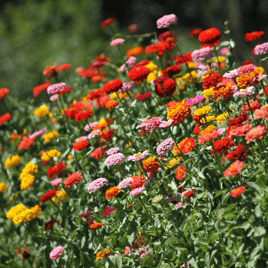 Organic Thumbelina Mix Zinnia