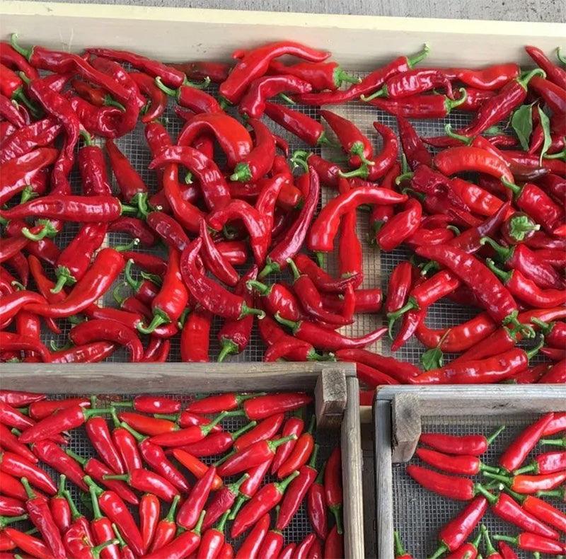 Chimayo Mild Chili Pepper Seeds