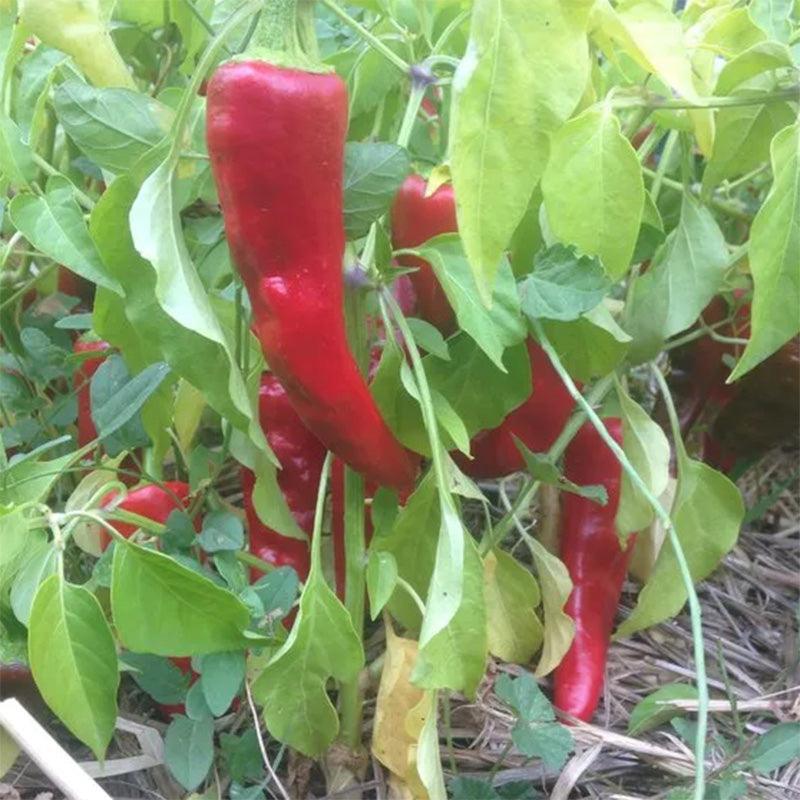 Chimayo Mild Chili Pepper Seeds