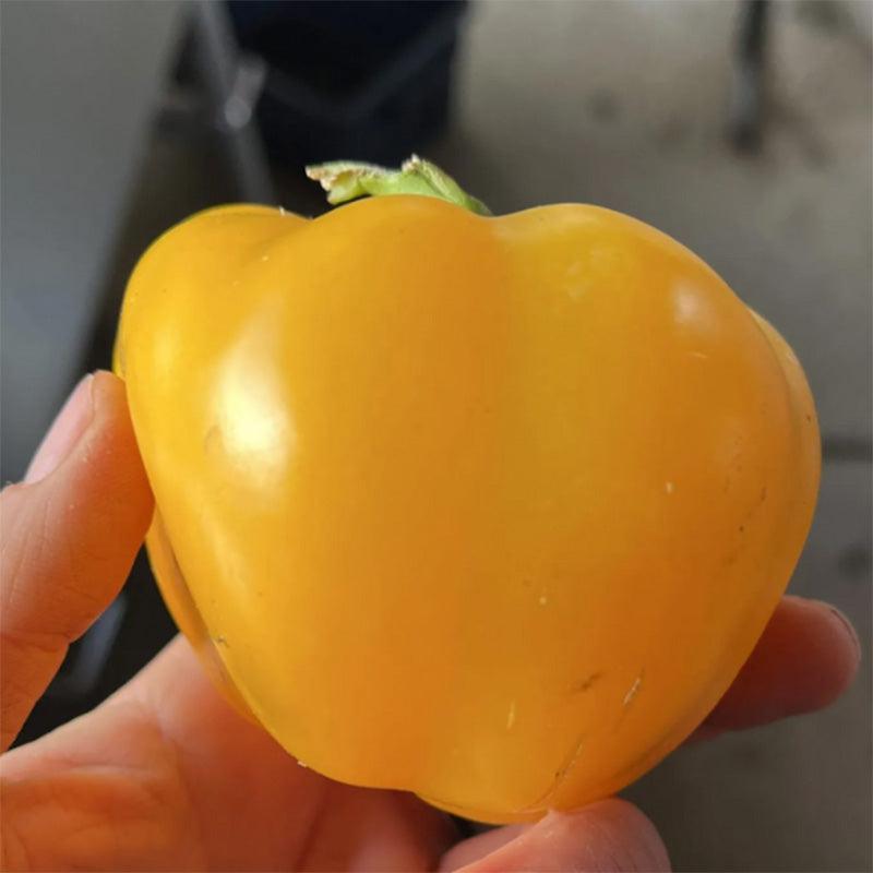 Capriglio Amarillo Sweet Pepper Seeds